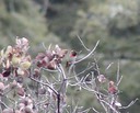042803 116_hummer
