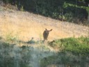 Deer behind the house