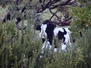 The Cow