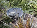 The Bird Bath (with Ca thrasher)