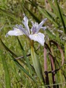 Fernald's Iris