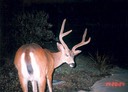 buck071902