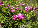 Chaparral Pea