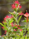 Coast Paintbrush