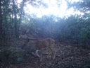 Deer 1109