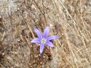 Elegant Brodiaea