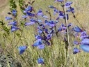 Foothill Penstemon