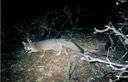 fox 041903