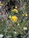 Golden Yarrow