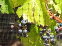 Cabernet Grapes