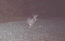 Jackalope