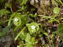 Miners Lettuce