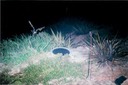 Owl 090103