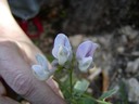 Pacific Pea