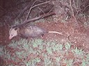 possum 011901