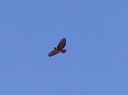 redtail1
