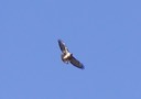 redtail2