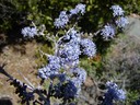 Sonoma Ceanothus