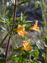Sticky Monkey Flower