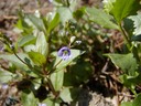 Water Speedwell