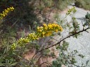 California Goldenrod