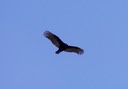 vulture1