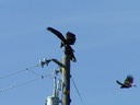 vulture2