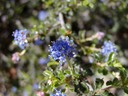 Wavyleaf Ceanothus